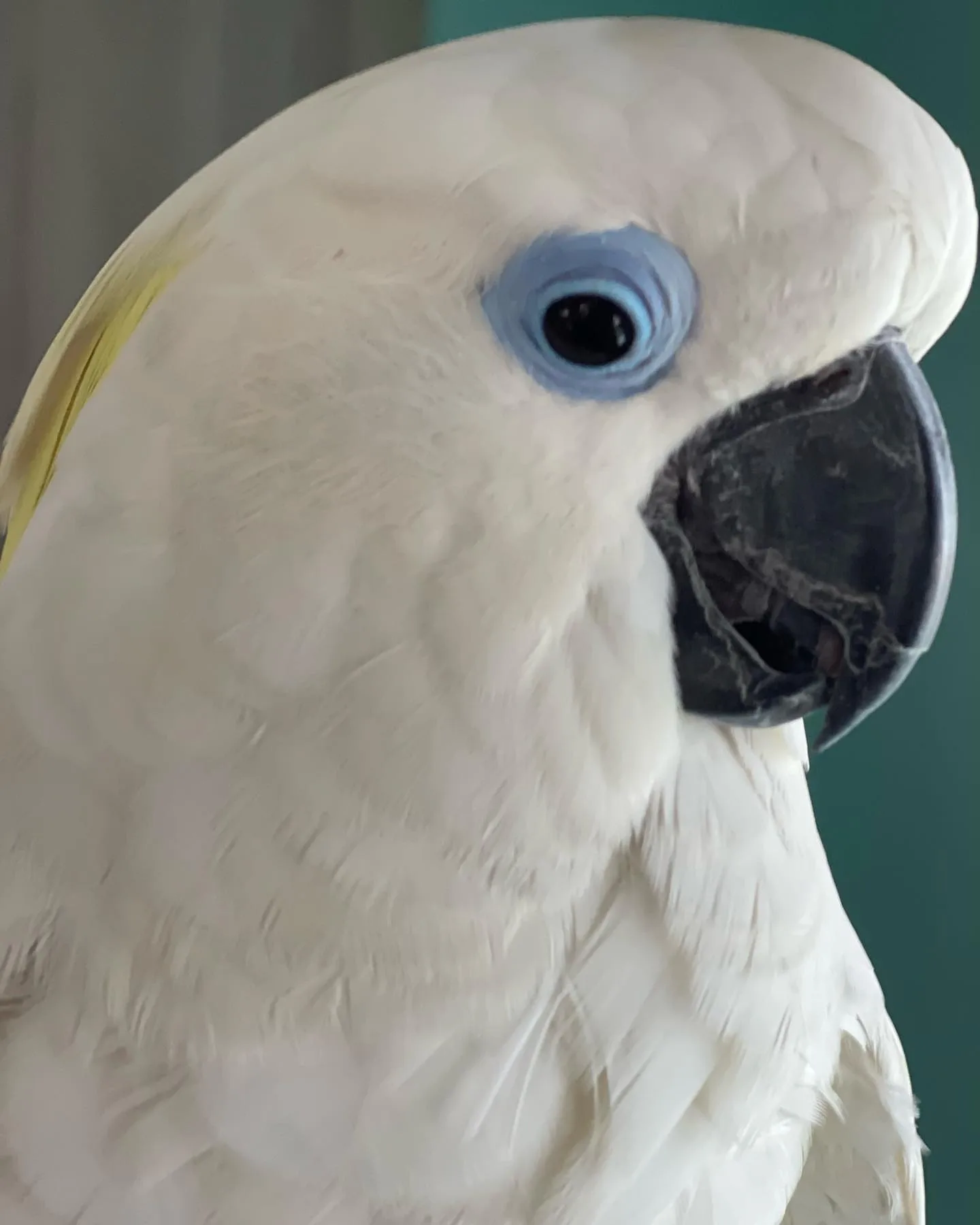 Golden Conure Parrot
