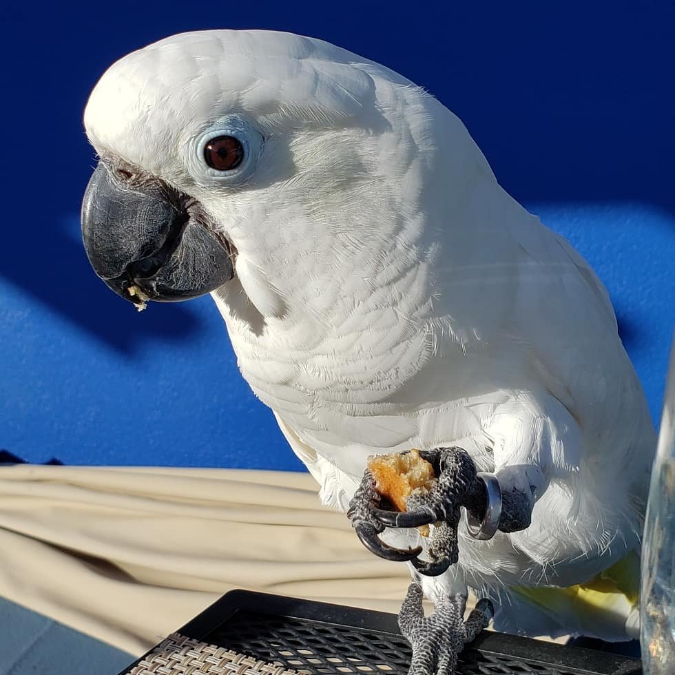 Red Cockatoo Bird
