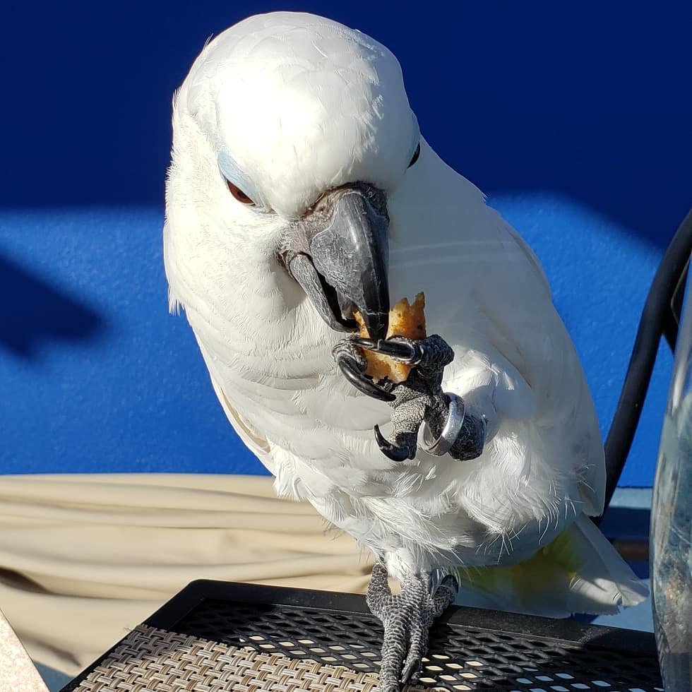 Murano Glass Cockatoo