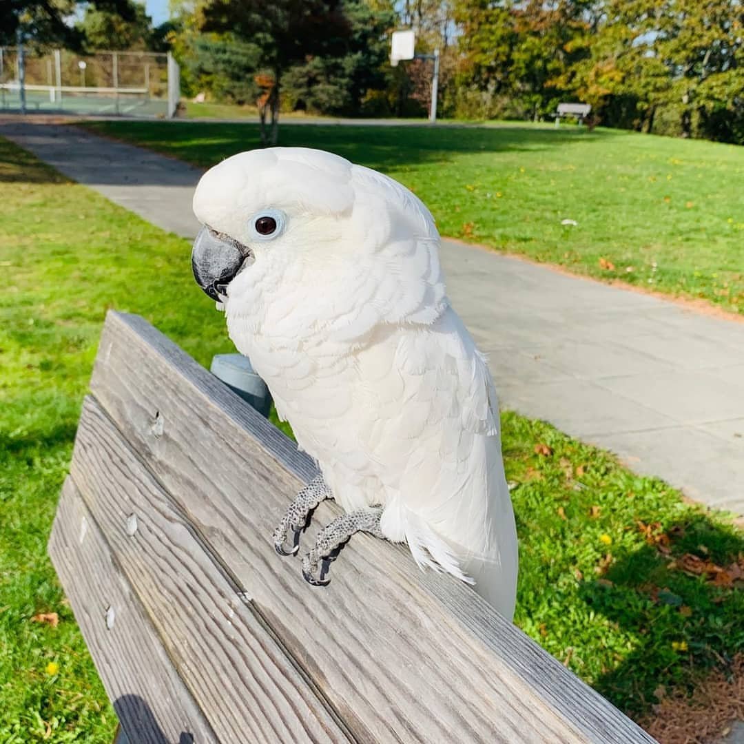 Goffin Cockatoo Birds