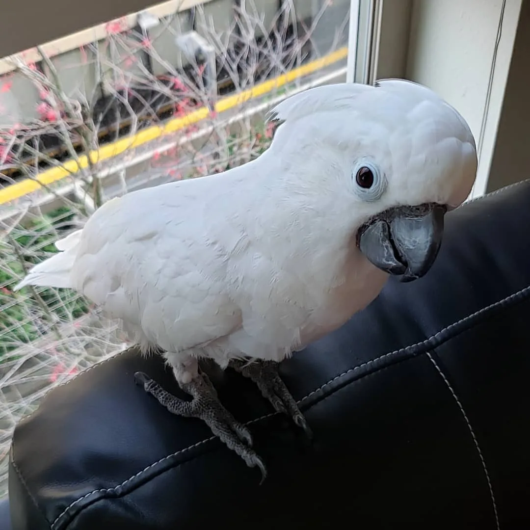 Blue Cockatoo Bird