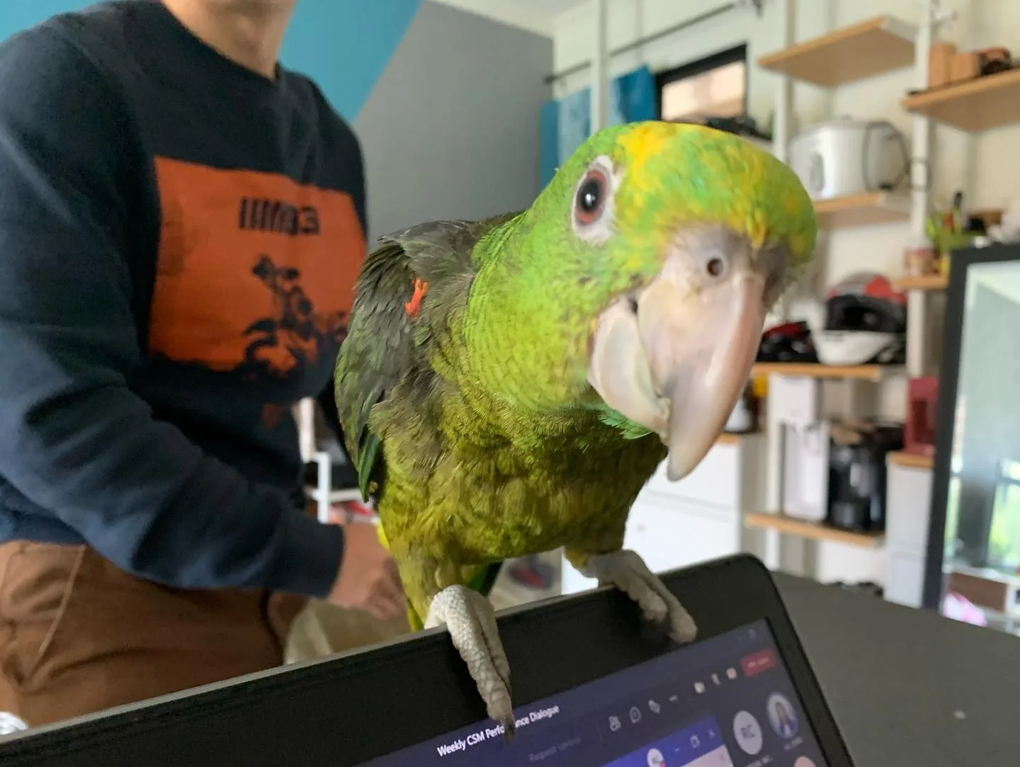 Best Parrot Breeders in Maryland