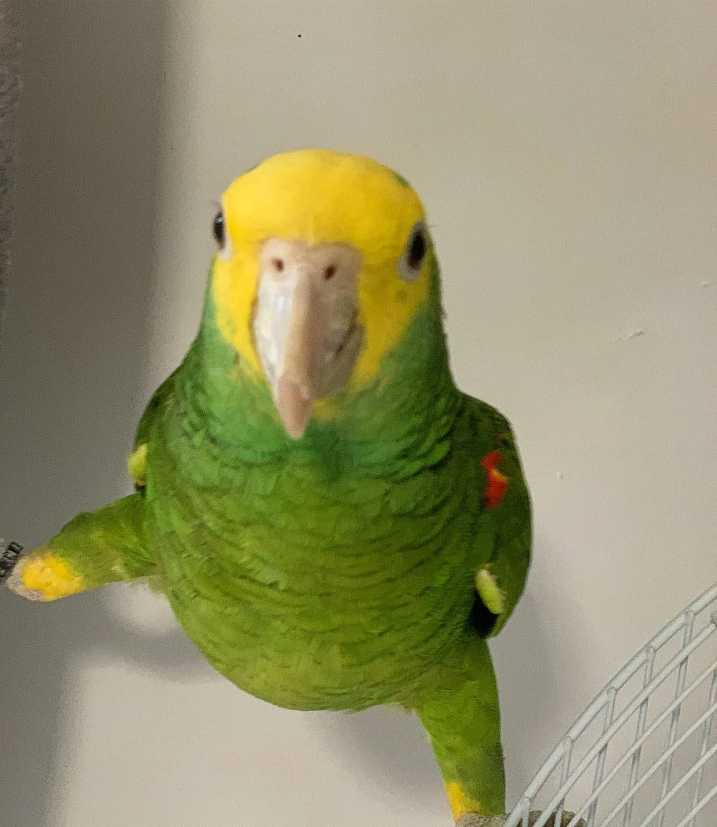 Blue Fronted Amazon Parrot