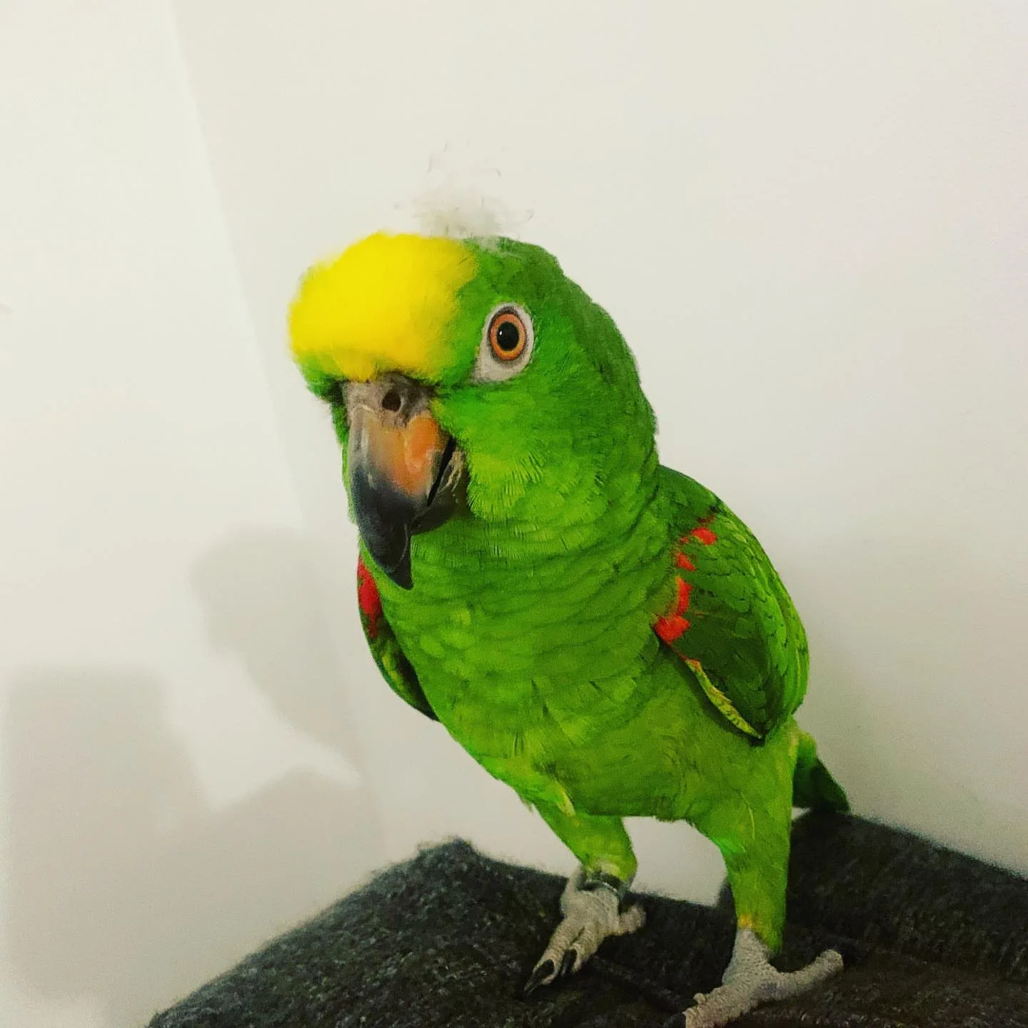 Lilac Crowned Amazon Parrot