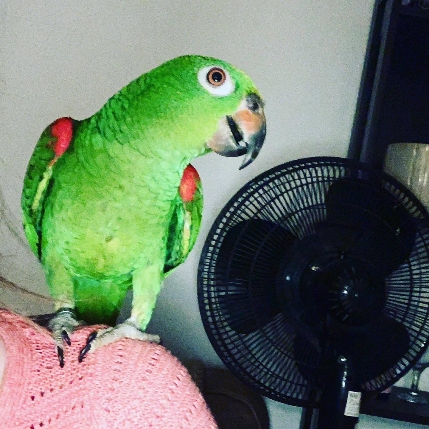Purple Amazon Parrot