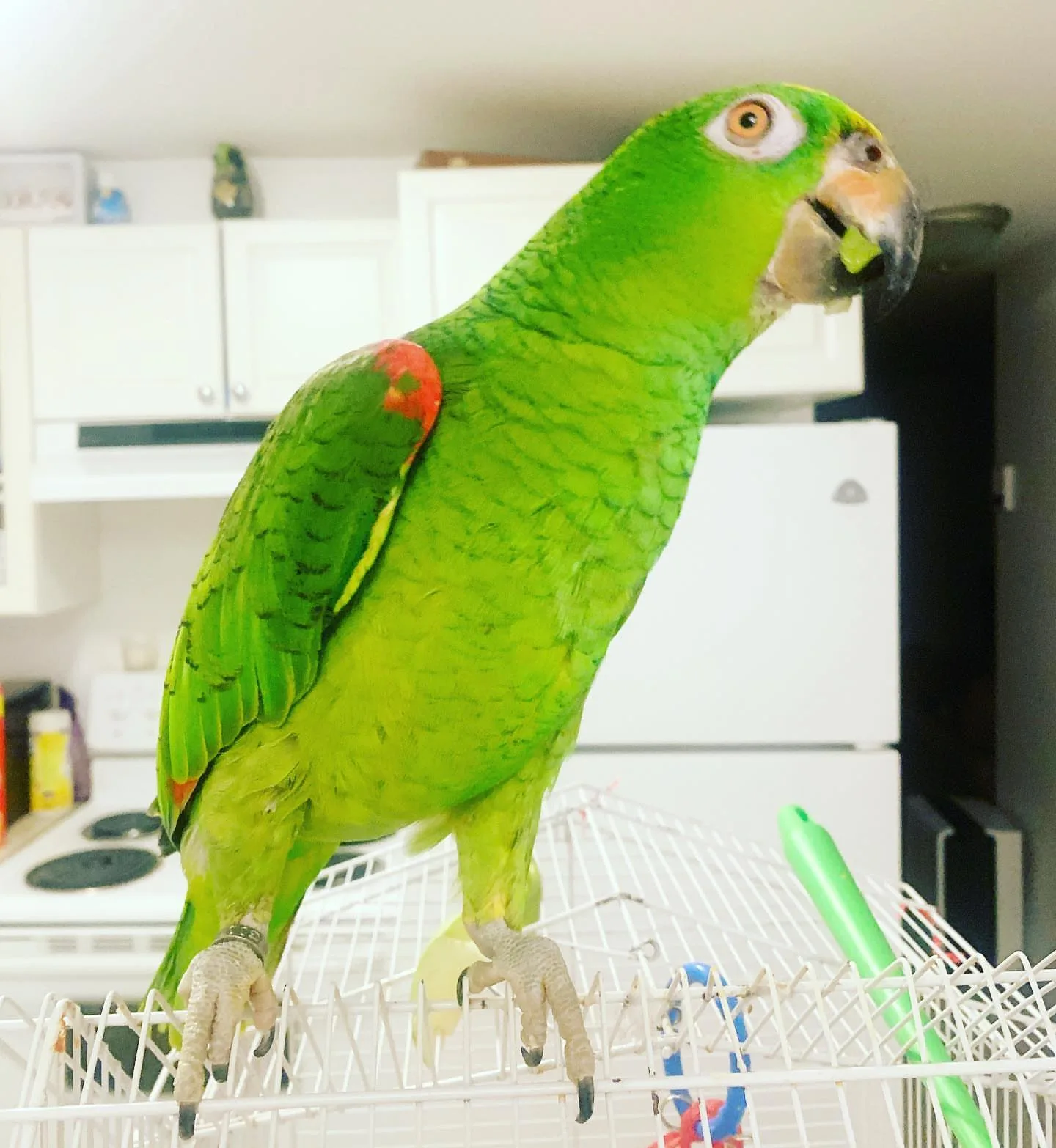 Turquoise Fronted Amazon Parrot