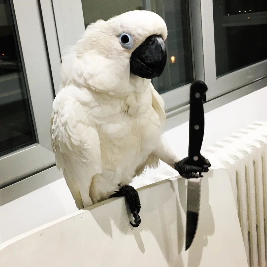 Rare Green Cockatiel Bird