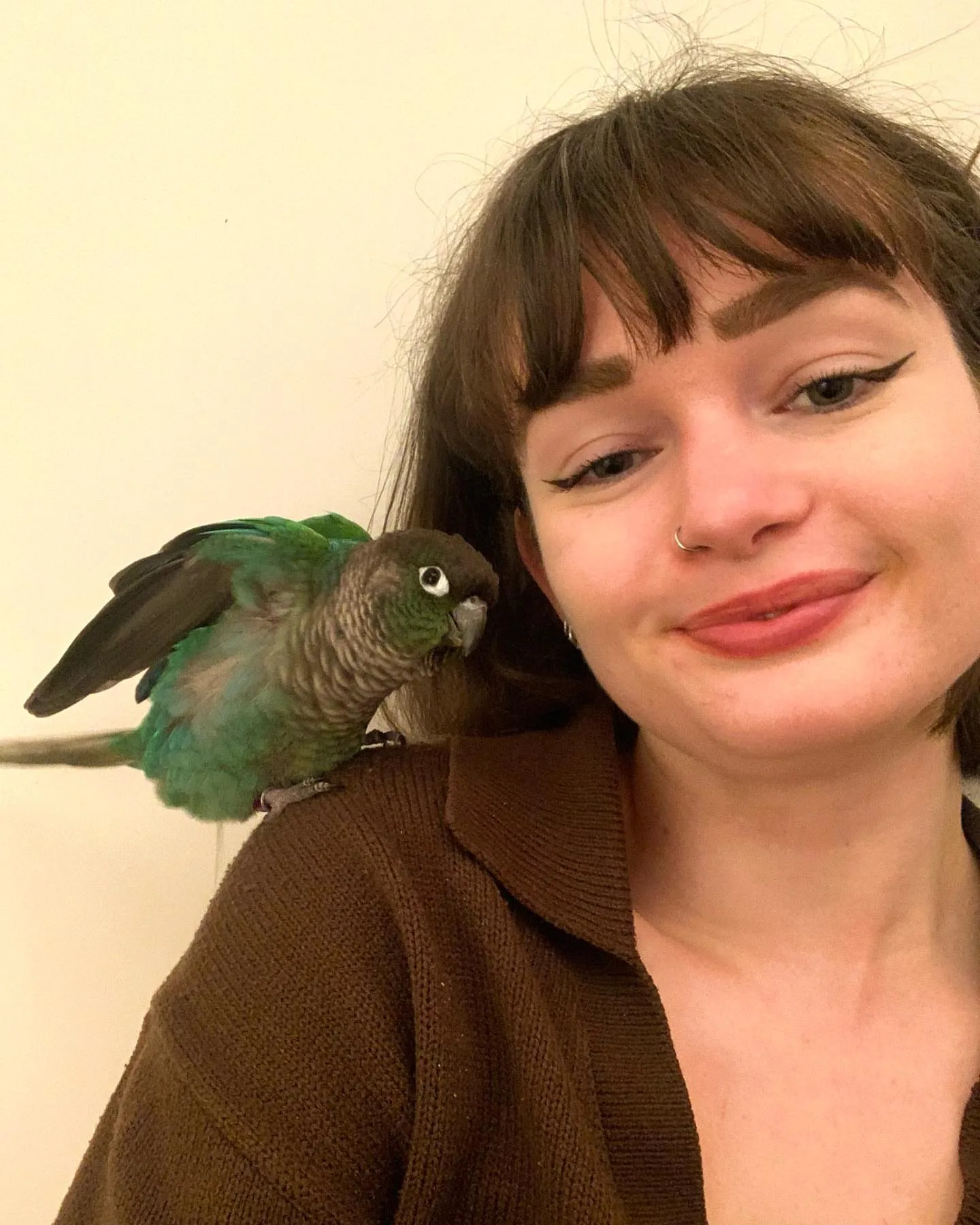 Purple Quaker Parrot for Sale