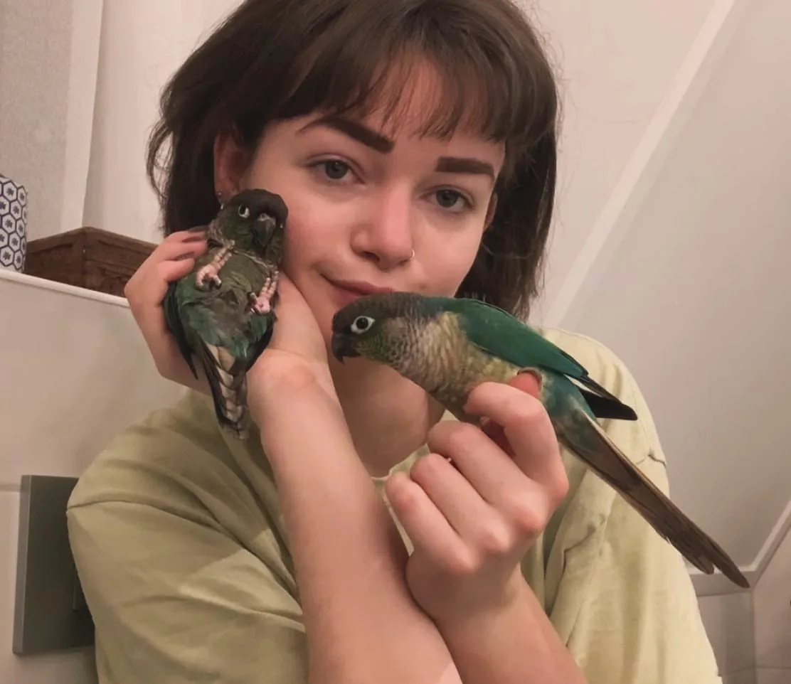 Green Parakeet Bird