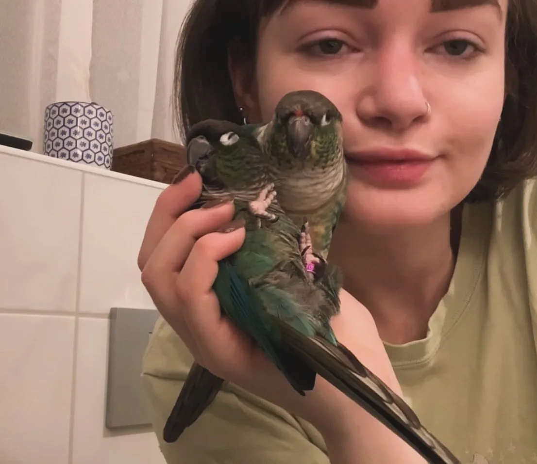 Turquoise Quaker Parrot For Sale