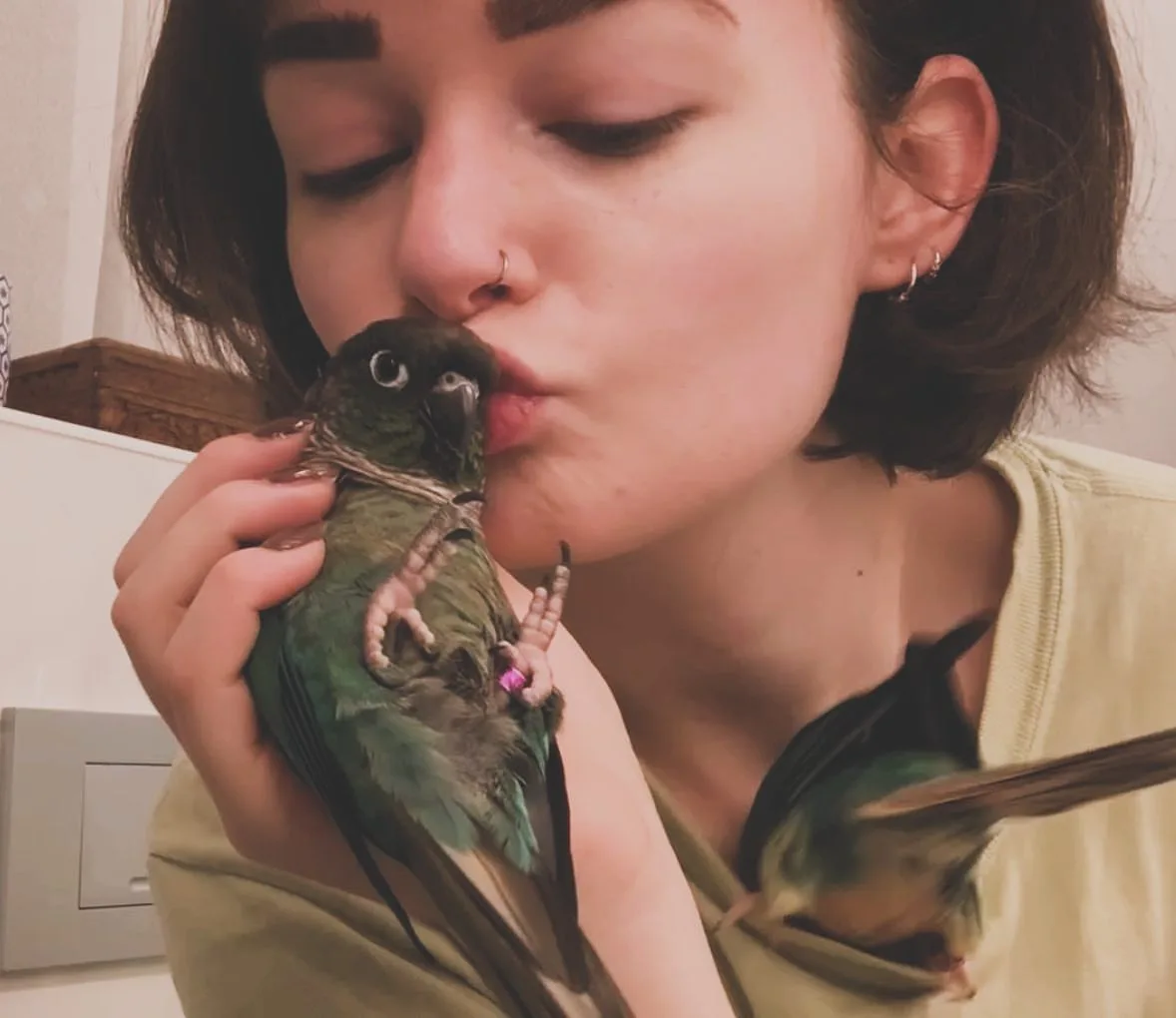 Dusky Pionus Parrot For Sale