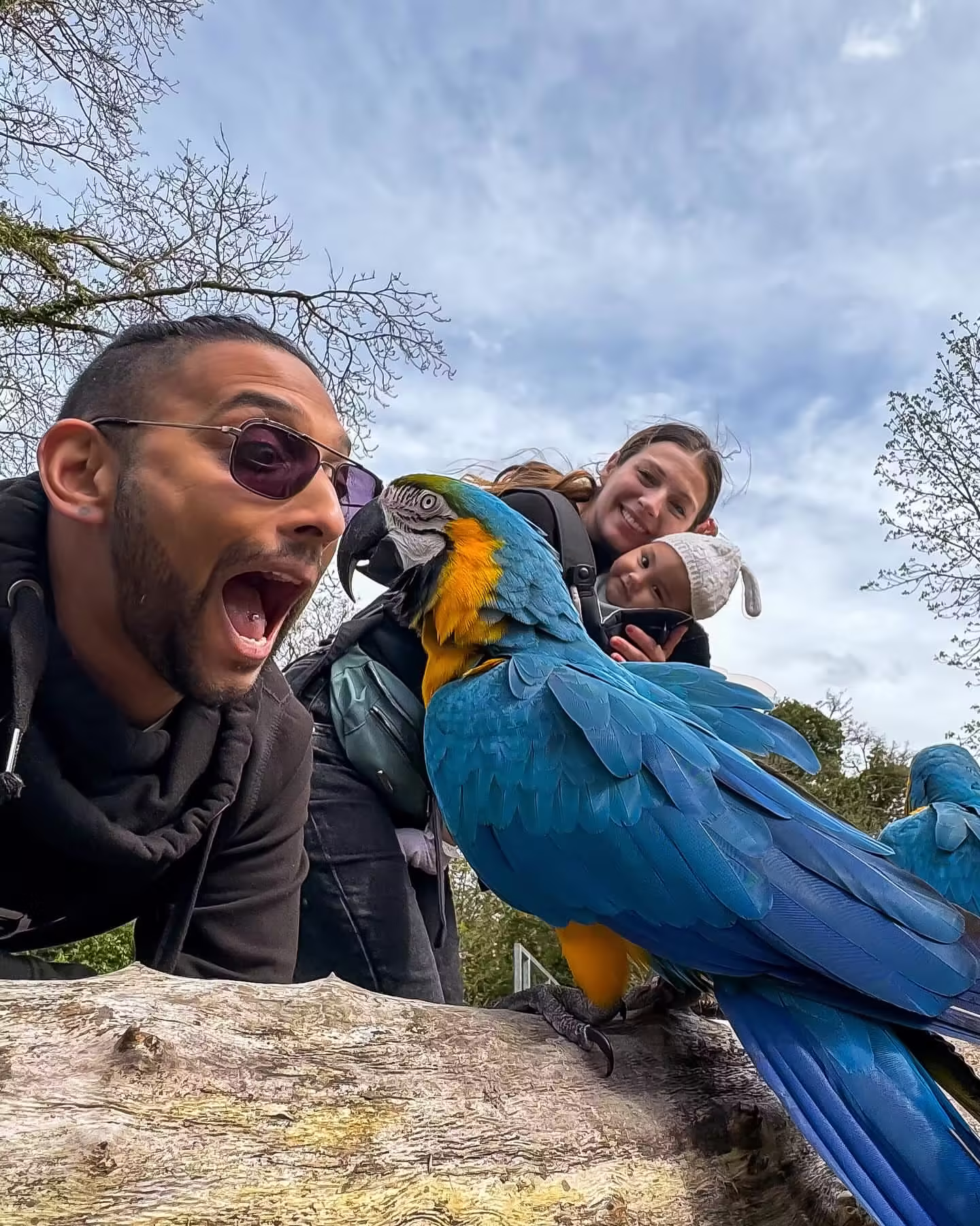 Top Macaw Parrot Breeders in Italy: 5 Premier Picks