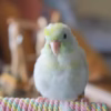Turquoise Marbled Parrotlet for sale