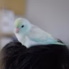 Turquoise Marbled Parrotlet for sale