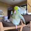 Turquoise Marbled Parrotlet for sale