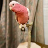 Buy Rose breasted cockatoo bird Online