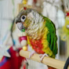 Yellow-Sided Green Cheek Conure For Sale
