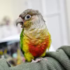 Yellow-Sided Green Cheek Conure For Sale
