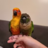 Sun and Green Conure for Sale