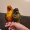 Sun and Green Conure for Sale