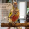 American Dilute Green-Cheeked Conure for Sale