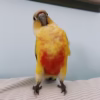 American Dilute Green-Cheeked Conure for Sale
