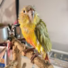 American Dilute Green-Cheeked Conure for Sale