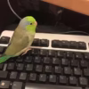Pacific Green Parrotlet for sale