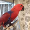 red sided Eclectus parrot for sale