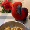 Moluccan eclectus For sale