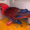 Moluccan eclectus For sale
