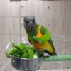 Male Senegal Parrot for sale