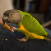 Exotic Senegal Parrots for Sale