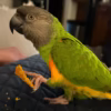 Exotic Senegal Parrots for Sale