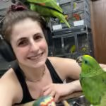 Where can I find conure bird breeders in Kirkland, WA