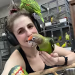 Where can I find Amazon parrot breeders in Portland, OR
