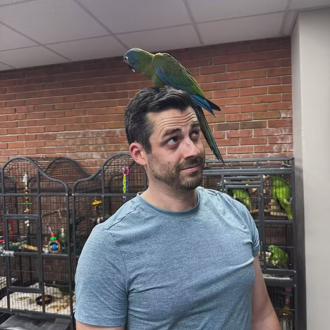 Find Cockatiel Birds for Sale in South Dakota: Top 5 Spots