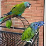 Where can I find Amazon parrots for sale in Salem, OR