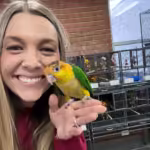 Where can I find African Grey parrots for sale in New Hampshire