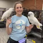 Where can I find macaw parrots for sale in New Hampshire