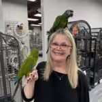 Where can I find conure bird breeders in Bellevue, WA