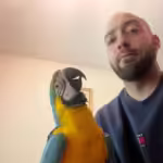 Where can I find cockatoo birds for sale in Tacoma, WA