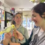 How can I find African Grey parrots for sale in Salem, OR