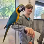 Where can I find parrots for sale in Vancouver, WA