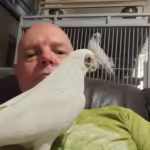 Where can I find African Grey parrot breeders in Portland, OR
