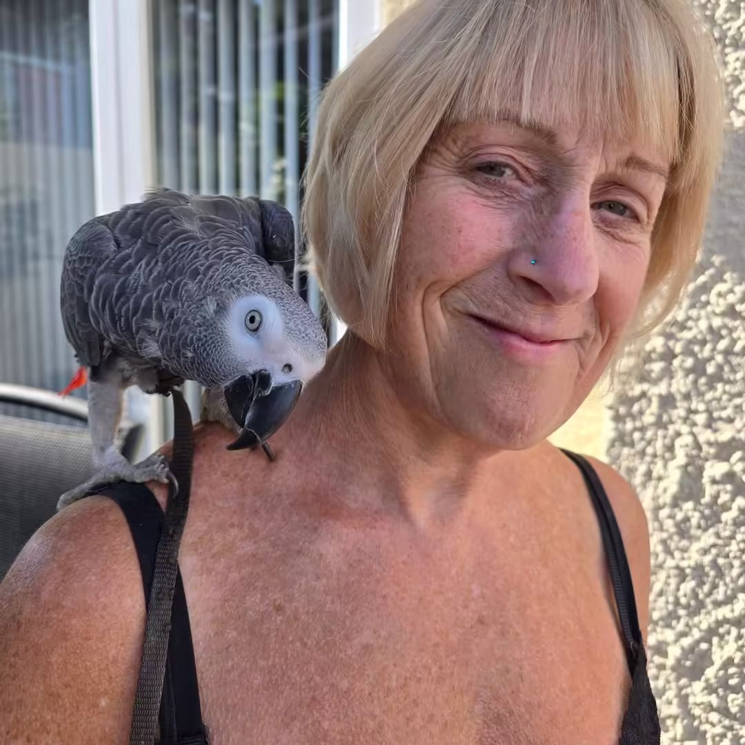 Find Cockatiel Birds for Sale in Wyoming: 6 Top Locations