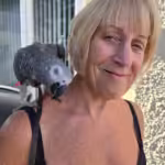 Where can I find cockatoo breeders in Tacoma, WA