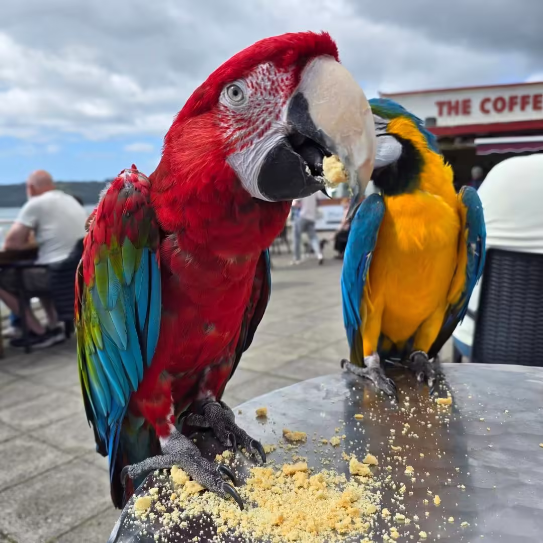 Find Cockatoo Birds for Sale in Tacoma WA: 5 Top Spots