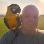 Where can I find African Grey parrots for sale in Vancouver, WA