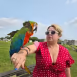 Where can I find African Grey parrots for sale in Tacoma, WA